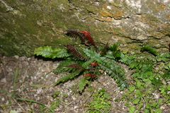 Blechnum membranaceum