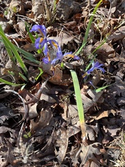 Iris verna smalliana