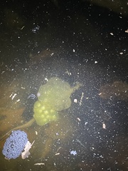 Oophila amblystomatis