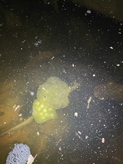 Oophila amblystomatis