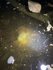 Oophila amblystomatis