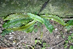 Blechnum membranaceum