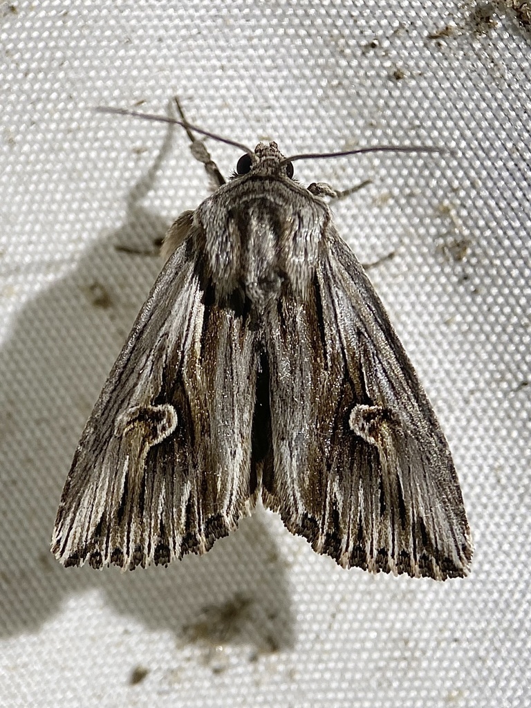 Gray Half-Spot