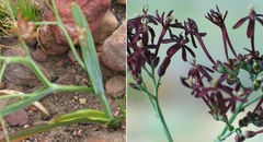 Codonorhiza micrantha