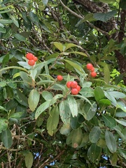 Citharexylum solanaceum