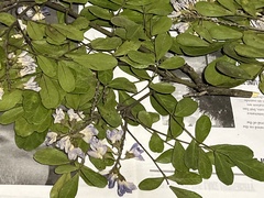 Dermatophyllum secundiflorum