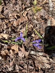 Iris verna smalliana