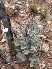 Lupinus concinnus orcuttii