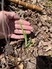 Iris verna smalliana