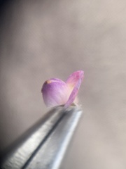 Lupinus concinnus orcuttii