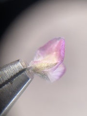 Lupinus concinnus orcuttii