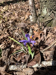 Iris verna smalliana