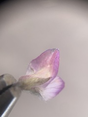 Lupinus concinnus orcuttii