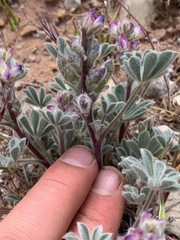 Lupinus concinnus orcuttii