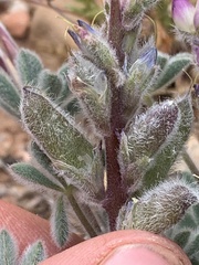 Lupinus concinnus orcuttii