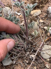Lupinus concinnus orcuttii