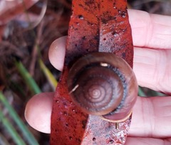 Sauroconcha middenensis