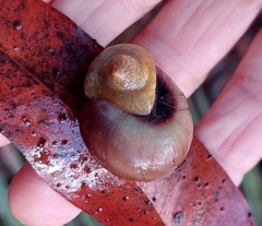 Sauroconcha middenensis