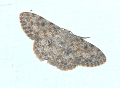 Scopula fibulata