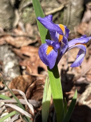 Iris verna smalliana