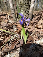 Iris verna smalliana