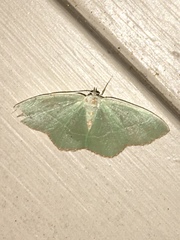 Nemoria lixaria