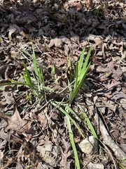 Iris verna smalliana