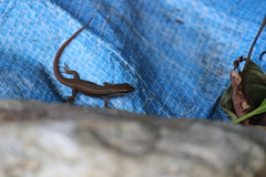 Cryptoblepharus litoralis