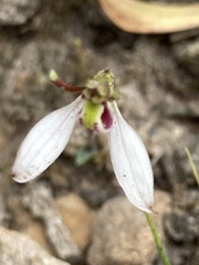 Eriochilus cucullatus