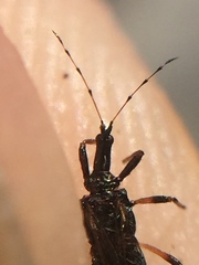 Idolothrips spectrum