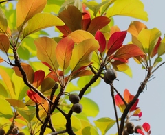 Terminalia bellirica