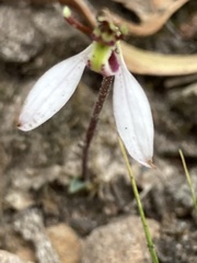 Eriochilus cucullatus