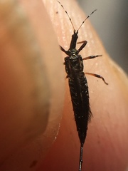 Idolothrips spectrum