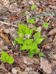 Tiarella austrina