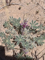 Lupinus concinnus orcuttii