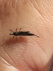 Idolothrips spectrum