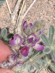 Lupinus concinnus orcuttii