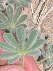Lupinus concinnus orcuttii