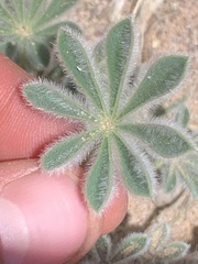 Lupinus concinnus orcuttii