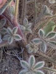 Lupinus concinnus orcuttii