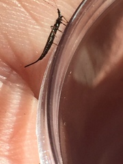 Idolothrips spectrum