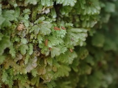 Catharomnion ciliatum