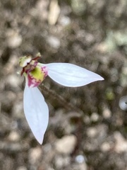 Eriochilus cucullatus