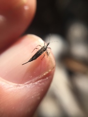 Idolothrips spectrum