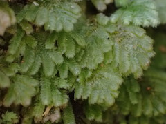 Catharomnion ciliatum