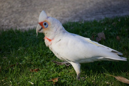 Long-billed Corella