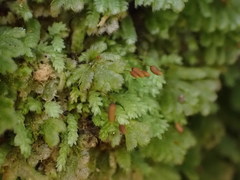 Catharomnion ciliatum