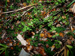 Chaerophyllum ramosum