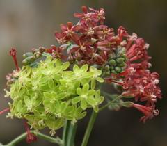 Codonorhiza micrantha