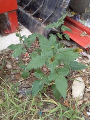 Bidens pilosa